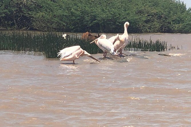 Day Trip To Lake Ziway - Meals and breaks: plan for a full day, not a quick outing