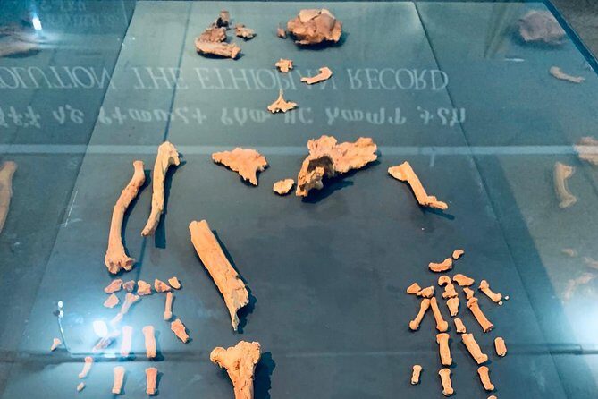 Half day Addis Ababa Excursions- complete experience guaranteed - National Museum of Ethiopia and Lucy: A Strong First Stop