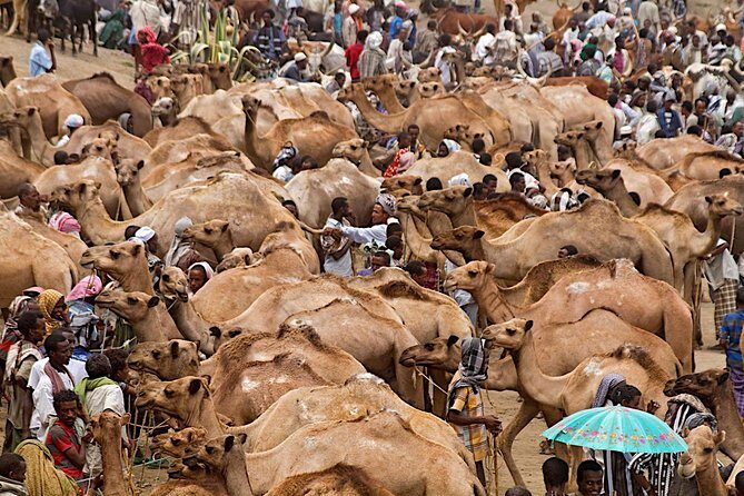 North Ethiopia Round Trip Tours From Addis Ababa - Key highlights you can count on