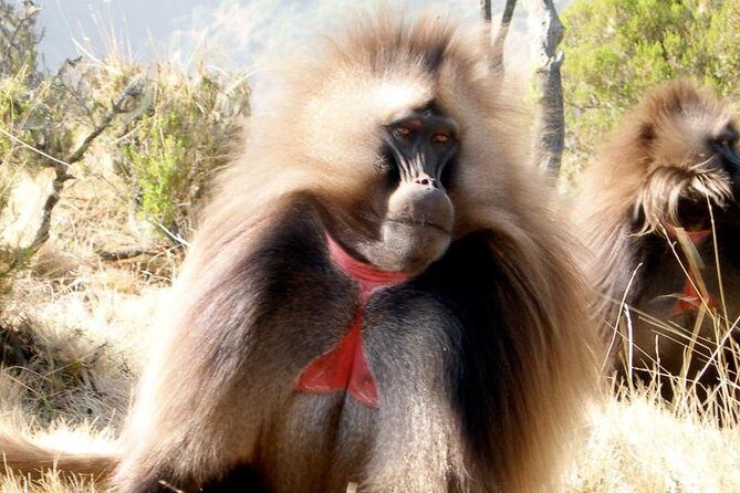Private Day Trip to Debre Libanos Portuguese Bridge Galada Baboon - Ethio-German Park Hotel lunch stop by the Jemma River gorge