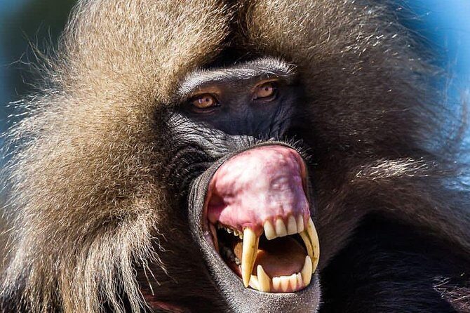 Private Day Trip to Debre Libanos Portuguese Bridge Galada Baboon - Sululta Tej tasting: honey wine without the fuss