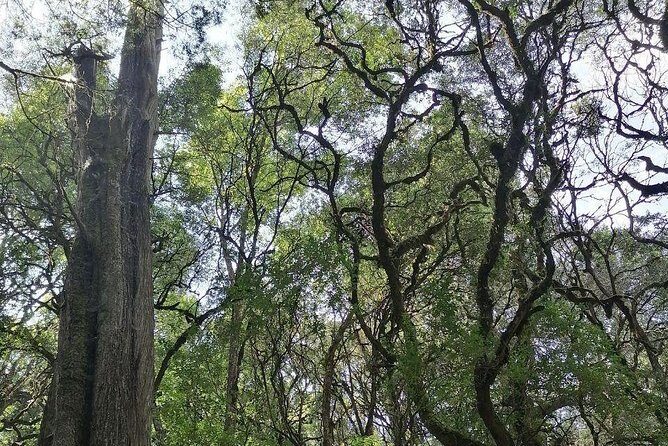 Round Trip to Menagesha Suba Forest Park - Key Things to Know Before You Go