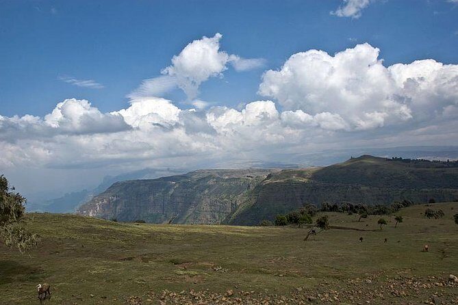 Simien Mountains – 4 Days - Day 4: Buwahit (4430 m), Walia ibex chances, and the return drive to Gondar