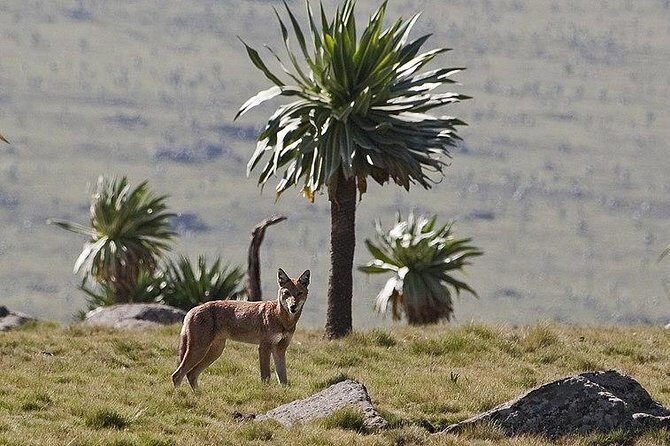 Simien Mountains – 4 Days - Price and Logistics: what $500 covers in real trekking terms