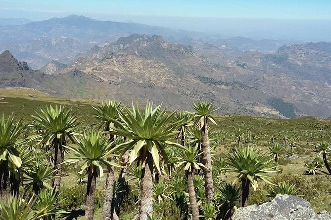 Tour 11 monolithic rock churches & museum in Lalibela & cave church with mummies - Who this tour fits best (and who should consider alternatives)