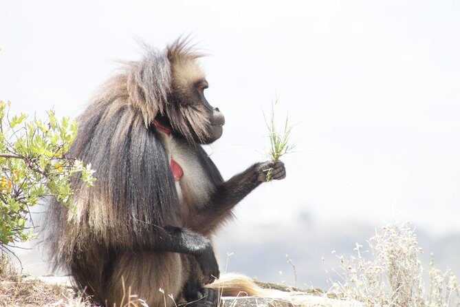 Trekking in Ethiopia's Lalibela Wollo Highland 4 Days / 3 Nights - Price and value: what $500 per person really includes